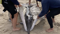 A juvenile dolphin that repeatedly beached itself in Venice Beach has died, despite the rescue efforts of Los Angeles County lifeguards and the Marine Mammal Center rescue team. The dolphin was first spotted beaching itself around 4 p.m. near the […]