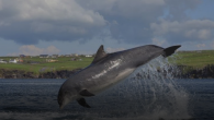 A SINGLE bottle-nosed dolphin has been spotted interacting with boats off the coast of Ireland for the second time, sparking renewed hope that Fungie the Dingle dolphin may yet return. Fungie was a fixture in Dingle Bay for more than […]