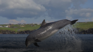 A SINGLE bottle-nosed dolphin has been spotted interacting with boats
