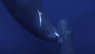 We know that mammals feed their young with milk from their own bodies, and we know that whales are mammals. But the logistics of how some whales make breastfeeding happen has been a bit of a mystery for scientists. Such […]