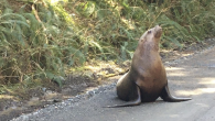 While driving along a winding road to Holberg in northern Vancouver Island, Greg Clarke spotted a peculiar spectacle: a sea lion plopped down on the gravel terrain. “It was by far the weirdest thing I have ever seen … a […]