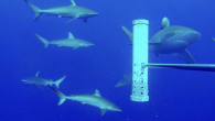 by Sean Kelly AUSTIN (KXAN) — Within the next several months, the United Kingdom is set to lead the world’s first and largest ocean wildlife monitoring system to help protect wildlife and biodiversity. A network of cameras will look to […]