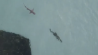 An incredible drone footage, which has gone viral recently, shows the moment when a shark chased a crocodile in the shallow waters off the coast of Australia. The epic encounter, filmed off the Wessel Islands in North Austria, shows the […]