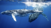 The Covid-19 lockdown has produced the quietest year for the world’s oceans in recent memory, according to a group of scientists working on a global map of underwater soundscapes. Noise pollution from ship engines, trawling activities, oil platforms, subsea mining […]