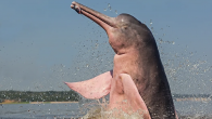 Brazil can easily be described as a ‘cradle of biodiversity.’ The land and the waters of this South American country teem with species of flora and fauna found nowhere else on this planet. One such species is the Amazon River […]
