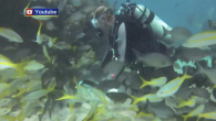 MIAMI (CBSMiami) – The Florida Keys are known for their scuba diving. Pristine reefs, shipwrecks, and a plethora of sea life draw divers from far and wide. However, the pandemic heavily impacted the Keys dive charter industry. Several dive shops […]