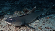 KOTA KINABALU, April 21 — The skin condition affecting the sharks of Sipadan island is a chronic natural disease caused by changes in the environment, said a marine expert here. Fellow of the Academy of Sciences Malaysia professor Datuk Mohamed […]