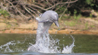 by Sibélia Zanon The tucuxi (Sotalia fluviatilis), a river dolphin endemic to the Amazon, has been declared endangered on the IUCN Red List, meaning all the world’s freshwater dolphins are now at threat of extinction. The species faces the same […]