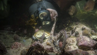 My Octopus Teacher, the heartwarming story of a human-octopus friendship, has won the Oscar for best documentary at the 93rd Academy Awards, which are taking place in Los Angeles. Directed by Pippa Ehrlich and James Reed, My Octopus Teacher follows […]