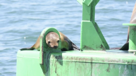 SAN DIEGO (KSWB) – A sea lion found itself in a precarious situation off the San Diego coast, but a rescue team from SeaWorld was able to free the critter’s head from a metal loop on a buoy. The sea […]