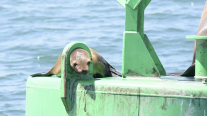 SAN DIEGO (KSWB) – A sea lion found itself in