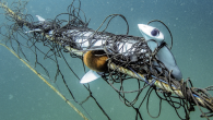 Two NSW councils are calling on the state government to remove shark nets on beaches along the coast. Last night both the Northern Beaches and Newcastle councils voted for the nets to be replaced with alternatives that don’t trap other […]