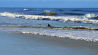 Frank Fernandez The Daytona Beach News-Journal A 64-year-old woman was sitting on a paddle board in New Smyrna Beach on Friday when she became the first person bitten by a shark this year in Volusia County, according to officials. The […]