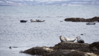 by Owen Tyrie The boards of both Landvernd and the Icelandic Natural History Society have sent a stern letter to both the Minister of Environment and National Resources, Guðmundur Ingi Guðbjartsson, and Minister of Fisheries and Agriculture, Kristján Þór Júlíusson […]