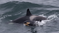 A rare newborn orca calf has been spotted playing with her mum off the coast of Scotland. The baby, with an orange-tint on its belly, was accompanied by four older killer whales in the Moray Firth, near Duncansbayhead, Caithness. Wildlife […]