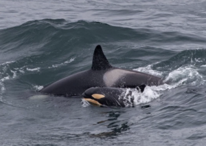 A rare newborn orca calf has been spotted playing with