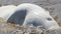 MOUNT STEWART, P.E.I. – Residents in Prince Edward Island have been flocking to a bridge northeast of Charlottetown to catch a rare glimpse of a beluga whale. RCMP patrolled the area on Sunday to enforce COVID-19 distancing rules and to […]