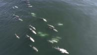 SANTA CRUZ, Calif. (KRON) — The Bay Area’s coastline was pretty quiet this spring with not many ocean wildlife sightings. But recent windy weather created ocean upwelling that set off the food chain. “The Bay is booming, it is exploding […]