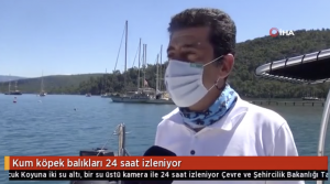 Kum köpek balıkları 24 saat izleniyor Nesli tükenme tehlikesi ile