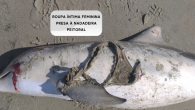 by Katie Davis A THONG became so tightly wrapped around a dolphin’s flipper that it almost cut to the bone and contributed to the animal’s death. The sea creature washed up on a Brazilian beach with the underwear attached to […]