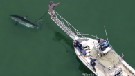 Cape shark researchers tracking a great white roaming the Outer Cape waters are featured in a Discovery promo for next month’s Shark Week. Shark scientist Greg Skomal with Massachusetts Marine Fisheries during the Shark Week preview is following Scarface the […]