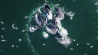 By Bruce Crumley Drones have captured rare footage of migrating humpback whales off Australia, including unprecedented shots of them “bubble-net feeding” so far north. The video was taken during the annual migration of humpback whales to the warmer waters off […]