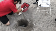 Antalya’nın Kemer ilçesine bağlı Beldibi Mahallesi’nde bir otelin sahilindeki caretta caretta yuvası, Kemer Belediyesi ekiplerince uzak bir alana taşındı. Beldibi Mahallesi’nde bir otelin yetkilileri, 25 Haziran gecesi bir caretta carettanın otelin sahiline yumurtladığını gördü. Deniz kaplumbağasının sahil bandına yakın yere […]