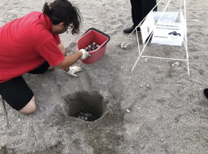 Antalya’nın Kemer ilçesine bağlı Beldibi Mahallesi’nde bir otelin sahilindeki caretta