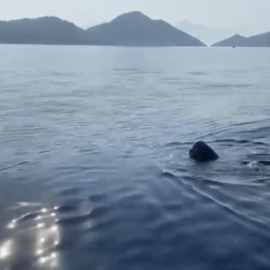 Bugün Göcek, Sarsala açıklarında bir Deri sırtlı deniz kaplumbağası (Dermochelys