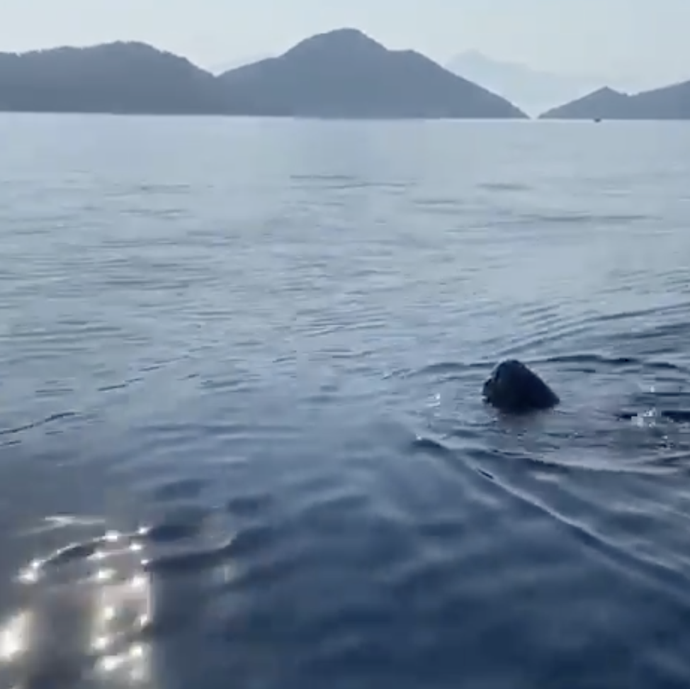 Bugün Göcek, Sarsala açıklarında bir Deri sırtlı deniz kaplumbağası (Dermochelys