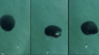 The Australian pilot vying to become the world’s favorite marine life play-by-play commentator has struck again. This time, he gleefully voices over his drone video footage of dolphins seriously pigging out on a gigantic school of salmon. The mad Aussie […]
