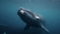 A loud bang shatters the winter calm of Port Ross, in New Zealand’s remote Auckland Islands, and the small inflatable boat is rocked by the swirl of a 40-ton whale being swallowed up by the cold, dark water. When it […]