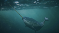 By Marguerite Holloway Late one August evening three summers ago in Fønfjord, a fifty-mile-long channel in Scoresby Sound, East Greenland, two narwhals were netted by local hunters and towed into the shallow waters off Hjørnedal, a small field station. The […]