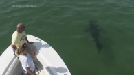 A great white shark glides gracefully off the Massachusetts’ coast of Cape Cod, a popular summer tourist destination that is now embracing the presence of the apex marine predators. Michael Simard crouches on the bow of a shark-sighting boat while […]