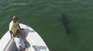 A great white shark glides gracefully off the Massachusetts’ coast