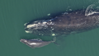 by John C. Cannon Perhaps fewer than 360 North Atlantic right whales are alive today, according to researchers’ estimates. Scientists blame the declining population on the twin tolls exacted by ship strikes and entanglement in fishing gear. “Ropeless” fishing gear […]