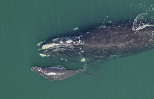 by John C. Cannon Perhaps fewer than 360 North Atlantic