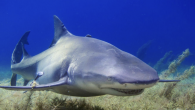 by Jansen Baier A study analyzing 109 shark-related films from 1958 to 2019 has found that 96% of them overtly portrayed sharks as potentially threatening to humans. “Finding Dory” was the only film in that list not to portray sharks […]