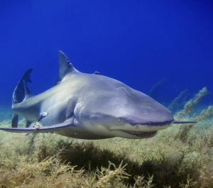 by Jansen Baier A study analyzing 109 shark-related films from