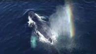Environmentalists in Iceland are working on an innovative (though somewhat sticky) research project from the skies. Crews in sailboats dispatch drones above breeching whales to catch snot discharged from their blowholes to learn if rising tourism levels are stressing them […]