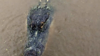 DAPHNE, Ala. (WKRG) — The Daphne Police Department is warning residents to be careful along the waterfront after they say a dog was possibly attacked by an alligator Friday morning. Few details of the alleged incident have been made available […]