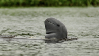 by Carolyn Cowan A trial has demonstrated that underwater acoustic pingers can keep river dolphins at a safe distance from fishing nets, preventing fatal entanglements. Fishers in the Mahakam River in Indonesian Borneo collaborated with researchers to test the devices […]