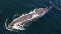 By LAYLAN CONNELLY Eric Martin listened to the sounds of the underwater world using a contraption he pieced together with Tupperware and plastic piping. The water can be a noisy place, especially with the roaring engine noise from all the […]