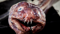 Researchers have returned from a 35-day expedition discovering deep-sea creatures in the Indian Ocean These include a hermaphrodite lizard fish, previously unknown blind eel and batfish that resemble dumplings A spiderfish was also collected that stands on its stilt-like lower fins to […]