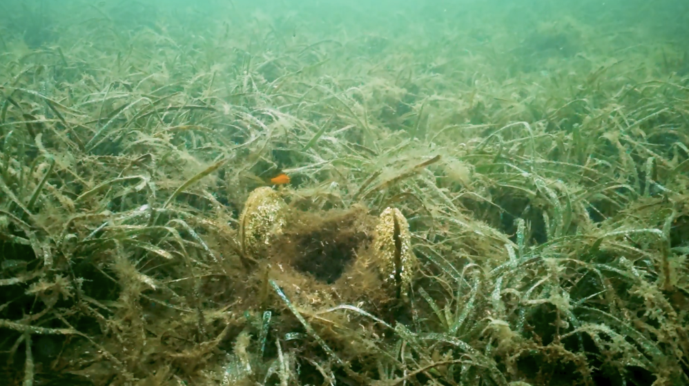 Görüntüde muhteşem üçlüyü görüyorsunuz. Akdeniz'in endemik deniz çayırı Posidonia oceanica,