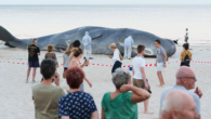 A giant lifelike art installation of a beached sperm whale is drawing crowds to Adelaide’s Glenelg Beach. From early Saturday (local time), actors playing scientists have been inspecting the animal, leaving hundreds of spectators trying to discern whether it is […]