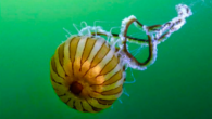 Marmara Denizi’nde kaydettiğimiz Pusula Denizanası-Compass jellyfish(Chrysaora hysoscella) fotoğrafımız Dünya’da haftanın vahşi yaşam fotoğrafı seçildi.@anadoluajansi @anadoluimages @FiratYurdakul @mehtapmac @serapaaydin @fotomotovol pic.twitter.com/t1DKor2ORA — Tahsin CEYLAN (@tahsin_ceylan) June 23, 2023