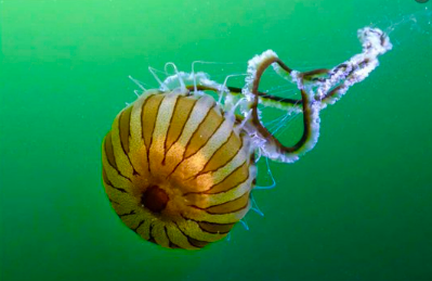 Marmara Denizi’nde kaydettiğimiz Pusula Denizanası-Compass jellyfish(Chrysaora hysoscella) fotoğrafımız Dünya’da haftanın