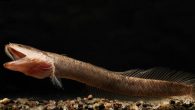 Next time you’re dreaming of visiting Middle Earth, consider a trip to India instead of New Zealand. A new family of fish has been discovered in an India aquifer—and one is named for the Lord of the Rings’ subterranean-dwelling Gollum. […]