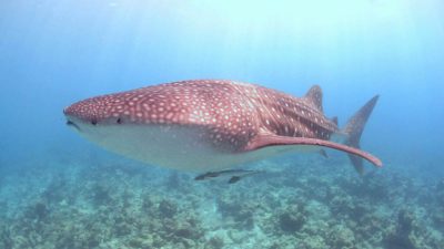 One house reef. Ten entry points. More than 60 dive